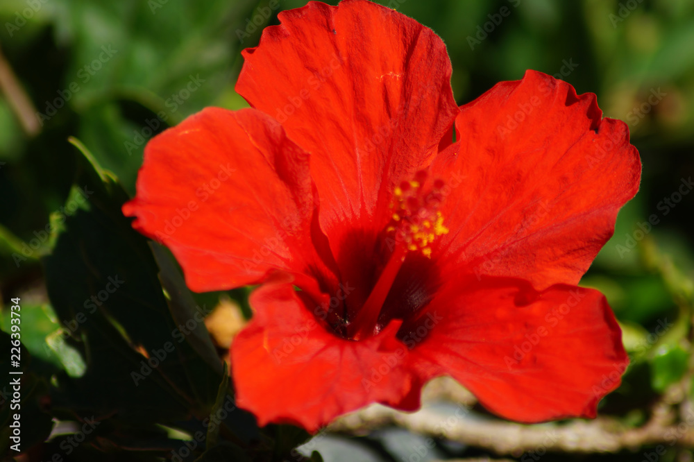 Chinesischer Roseneibisch (Hibiscus rosa-sinensis) - Hibiskus Chinesischer Roseneibisch (Hibiscus rosa-sinensis) - Hibiskus