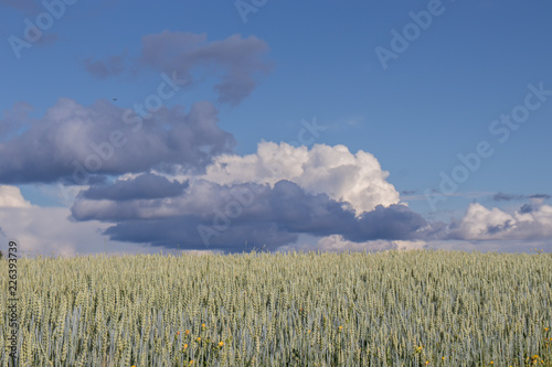 field and blue sky