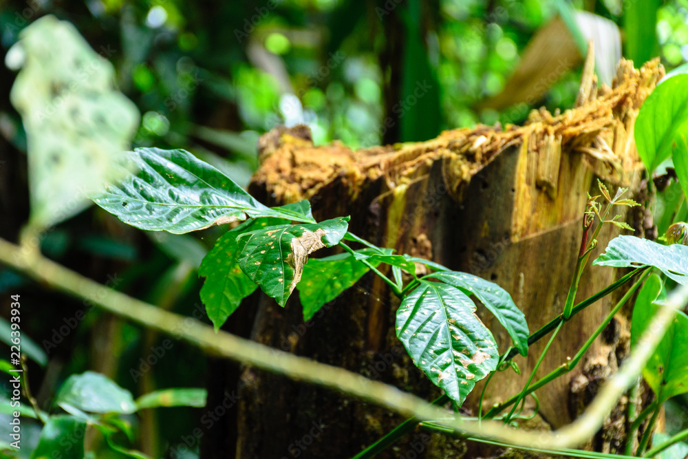 Fototapeta premium Rotten trunk