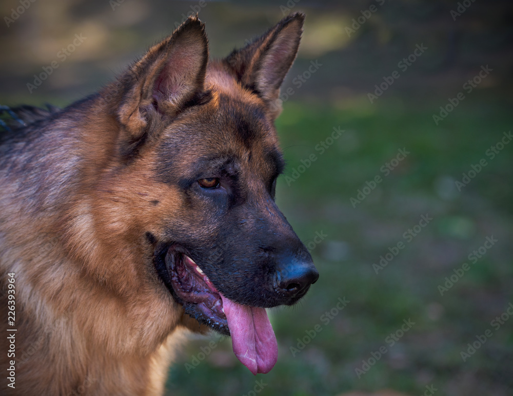 Portrait of German Shepherd Portrait of German Shepherd