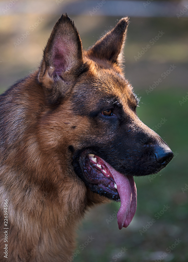 Portrait of German Shepherd Portrait of German Shepherd