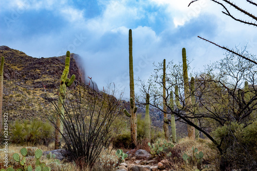 Snowfall in the Catalina Mountains on the Finger Rock hiking trail north of Tucson, Arizona. Beautiful Sonoran Desert landscape with saguaro cactus and a dusting of white in the higher elevations. © Charles
