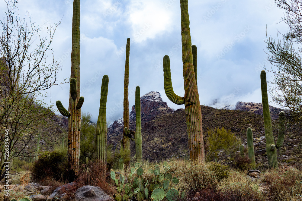 Snowfall in the Catalina Mountains on the Finger Rock hiking trail north of Tucson, Arizona. Beautiful Sonoran Desert landscape with saguaro cactus and a dusting of white in the higher elevations. Snowfall in the Catalina Mountains on the Finger Rock hiking trail north of Tucson, Arizona. Beautiful Sonoran Desert landscape with saguaro cactus and a dusting of white in the higher elevations.