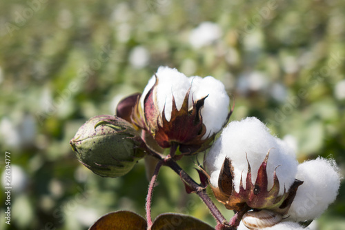 Cotton crop landscape with copy space area