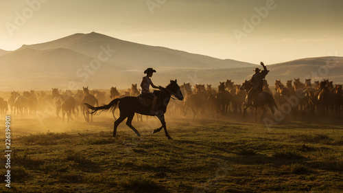 Fototapeta Naklejka Na Ścianę i Meble -  Wild horses leads by a cowboy at sunset with dust in background.