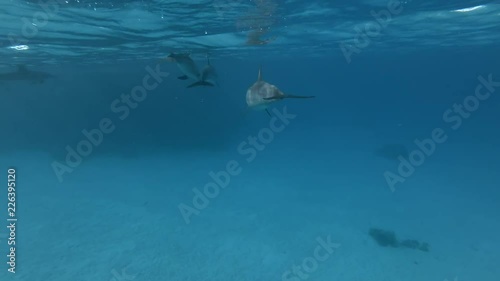 A pod of Spinner dolphins -  Stenella longirostris swims in the blue water under surface photo