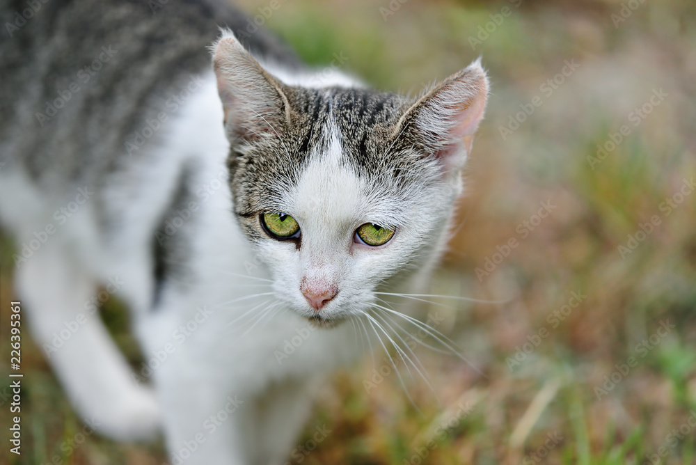 Young white gray cat resting in garden. Natural outdoor closeup portrait of domestic cat