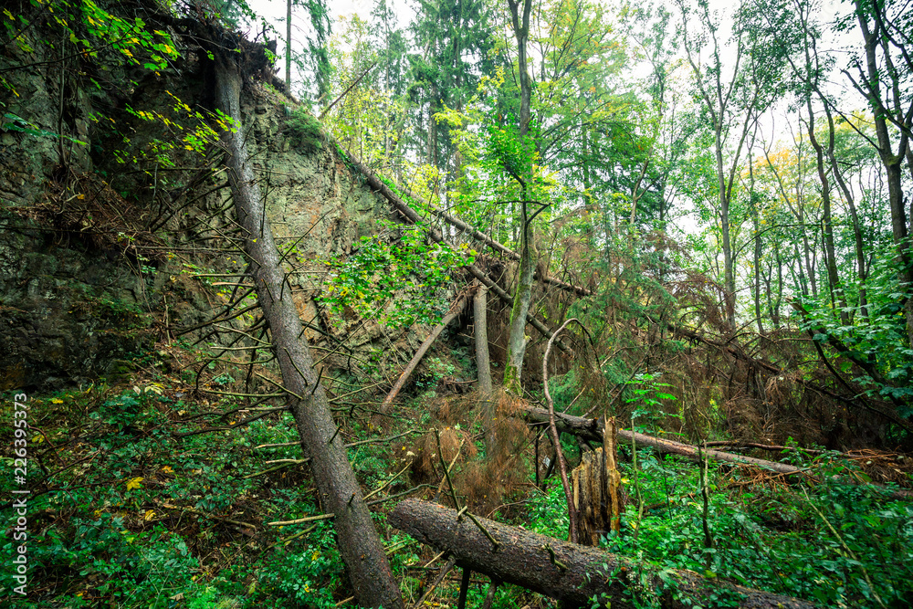 Natürlicher Bergwald mit umgestürzten Bäumen Natürlicher Bergwald mit umgestürzten Bäumen