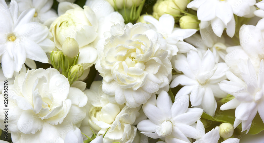 Obraz premium Białe kwiaty jaśminu świeże kwiaty naturalne