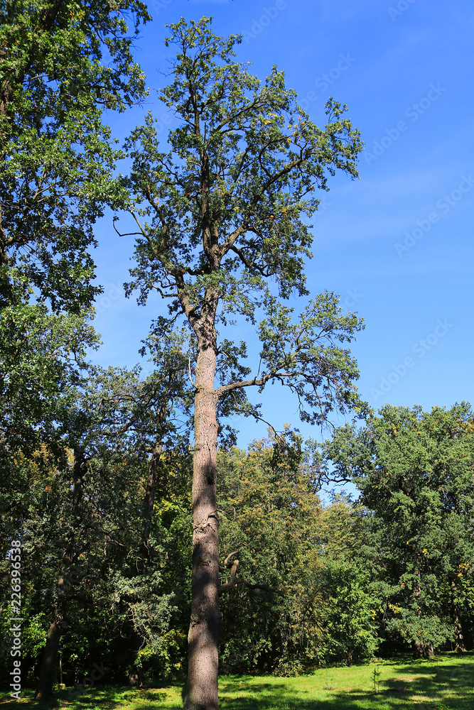 Fototapeta premium Old oak in autumn park