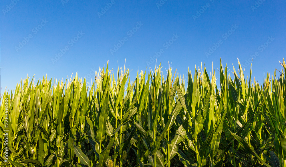 Obraz premium Corn Field Against a Blue Sky