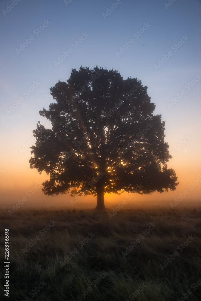 Lone tree in Bushy Park at sunrise Lone tree in Bushy Park at sunrise