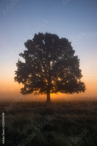 Lone tree in Bushy Park at sunrise © Paul