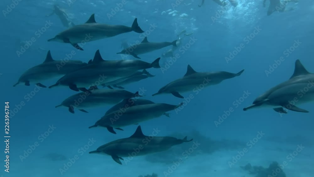A big group of tourist look at on a pod of Spinner dolphins - Stenella longirostris swims in the blue water. Underwater shot 