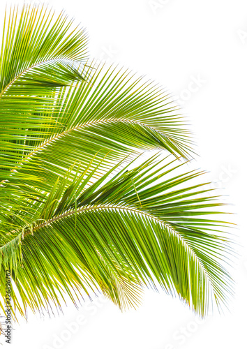 Group of green palm leaf on white background