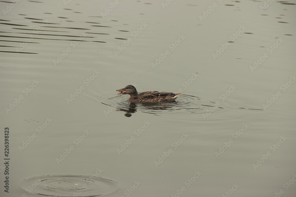 Ducks on the lake Ducks on the lake