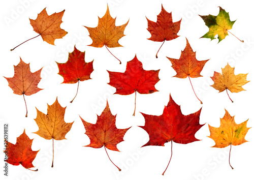 Set of natural colorful falling marple leaves isolated on white background. Autumnal elements for design. photo