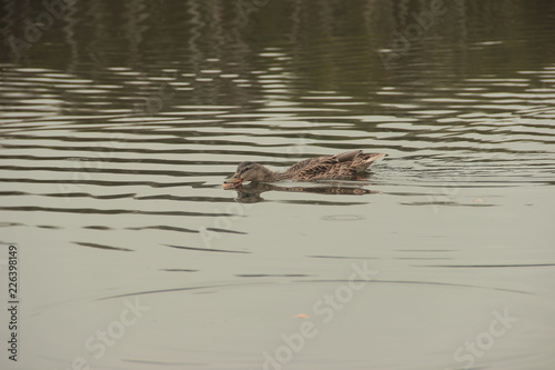 Ducks on the lake