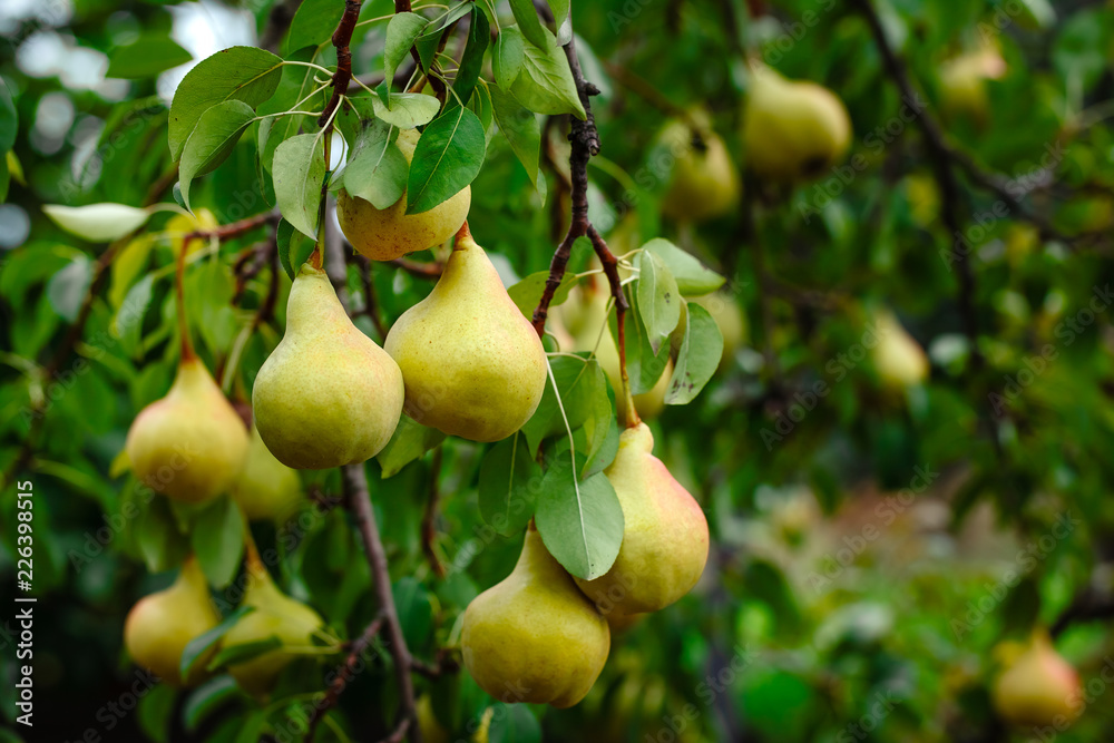 Organic Pears. Juicy flavorful pears of nature background. Pear on a branch. A pear on a tree
