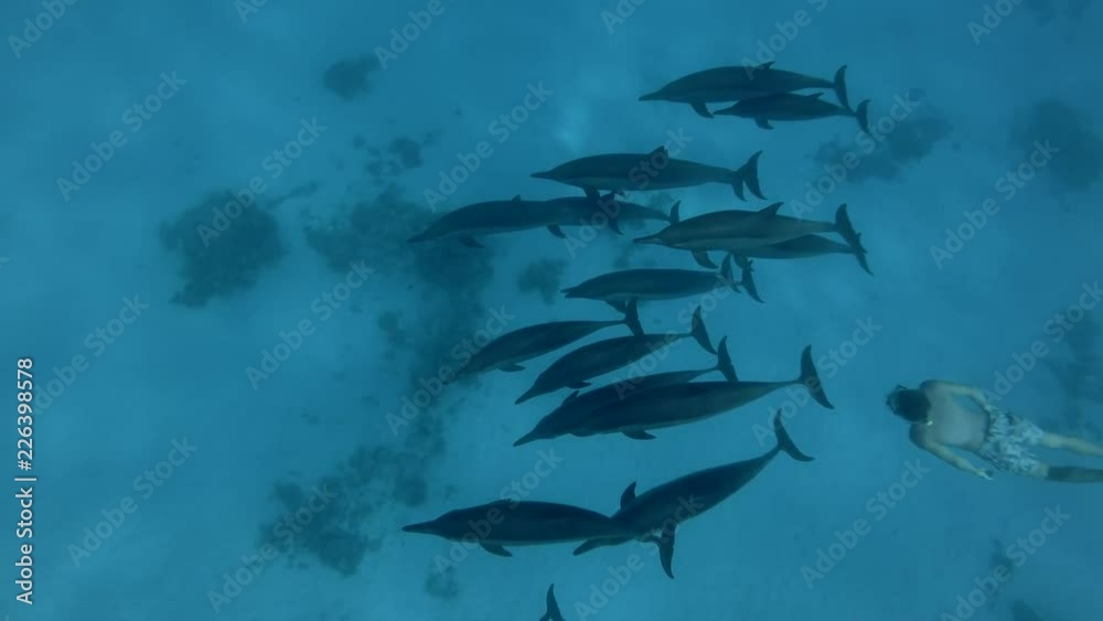 Freediver swim with a pod of Spinner dolphins - Stenella longirostris swims in the blue water. Underwater shot, High-angle shot Freediver swim with a pod of Spinner dolphins - Stenella longirostris swims in the blue water. Underwater shot, High-angle shot