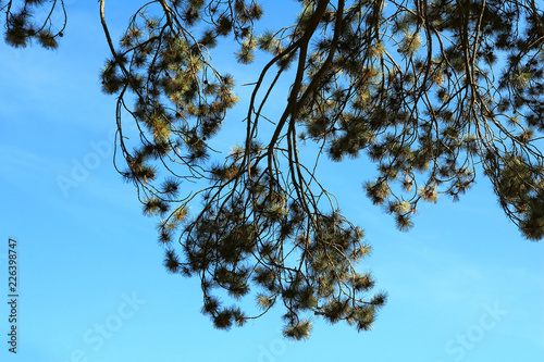 Branch of fir over blue sky in park 