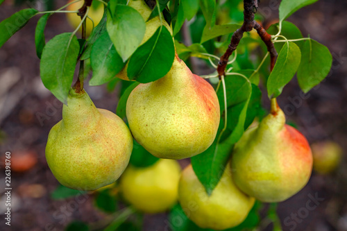 Organic Pears. Juicy flavorful pears of nature background. Pear on a branch. A pear on a tree