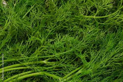 Natural background, consisting of juicy green freshly picked dill.