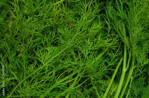  Natural background, consisting of juicy green dill.