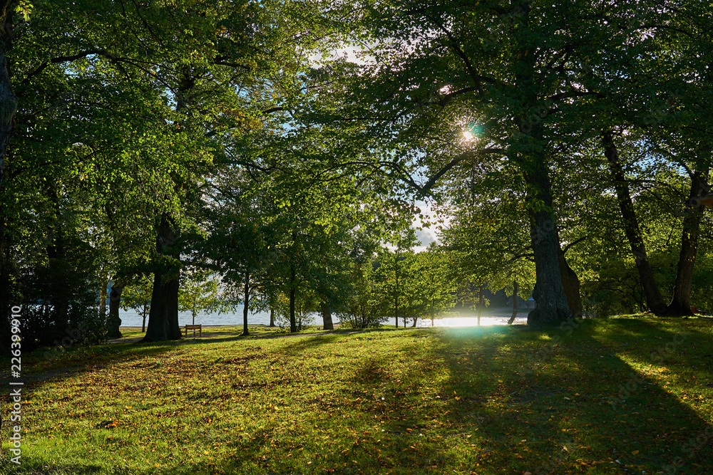                                Sun shining between trees on a park with seawater on a background and trees with long shadows.