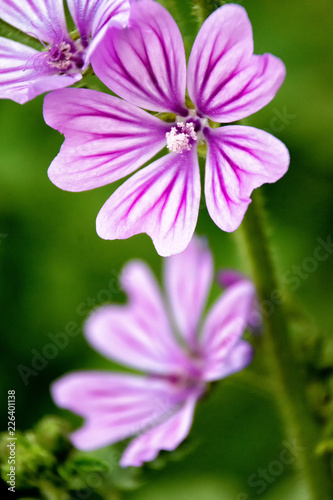 flores silvestres  petalos bellos