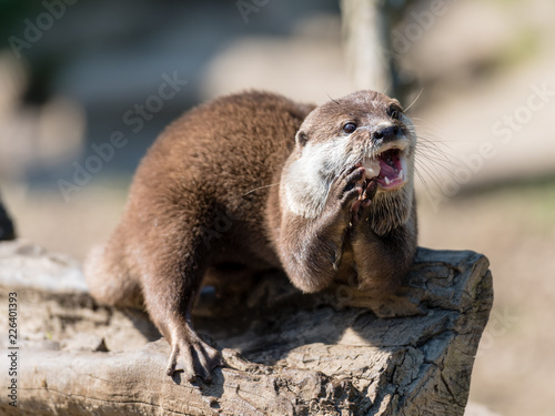 fischotter am fressen 