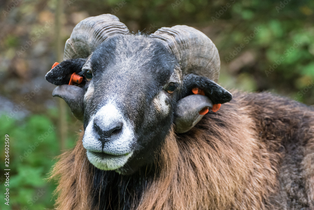 Fototapeta premium goat with a curious look