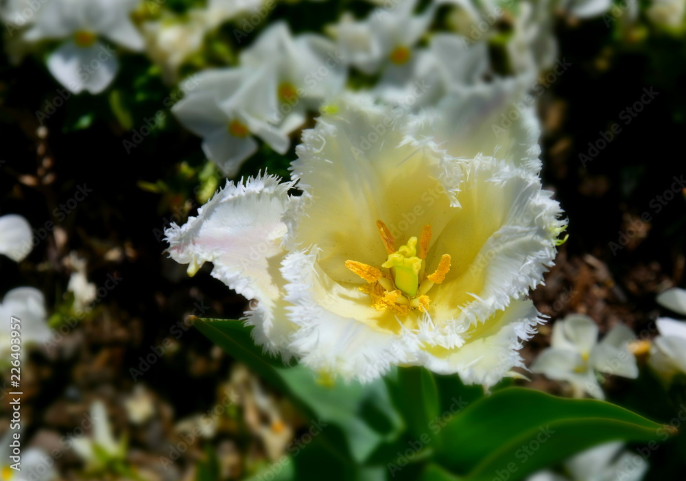 Obraz premium Tulip flower. Beautiful white tulip on tulip field with green leaf background. Spring landscape.