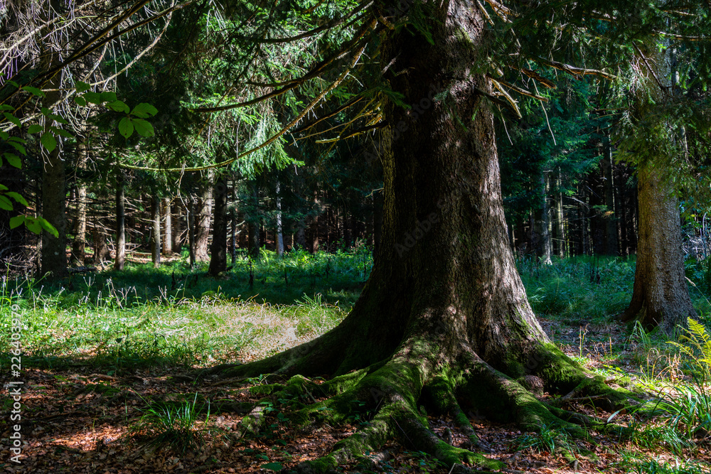 Fototapeta premium Waldidylle im Reichraminger Hintergebirge