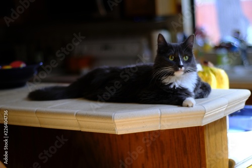 Wallpaper Mural Grey and white kitten with bright green eyes Torontodigital.ca