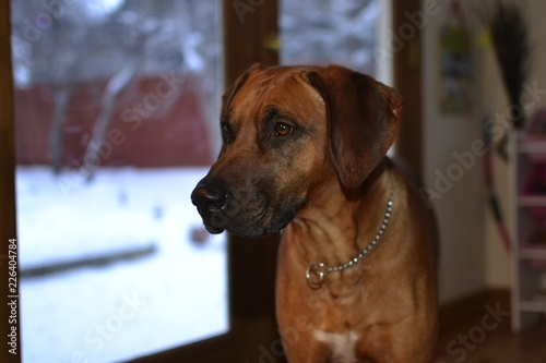 Brown Rhodesian Ridgeback with black nose and dark brown eyes 