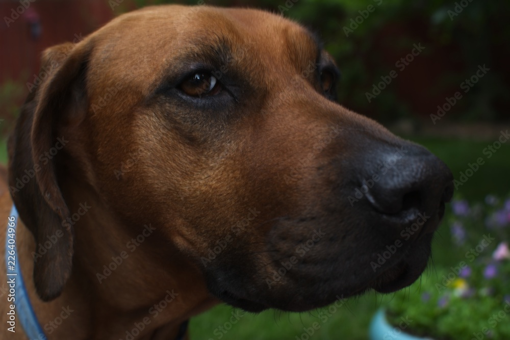 Brown Rhodesian Ridgeback with black nose and dark brown eyes Brown Rhodesian Ridgeback with black nose and dark brown eyes