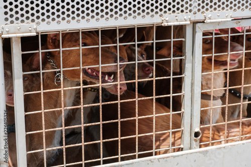Photography hunting dogs in cage, Canary Islands hounds, canarian warren hounds -