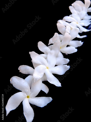 minimalist Close up image of bunch of plucked white crape jasmine
