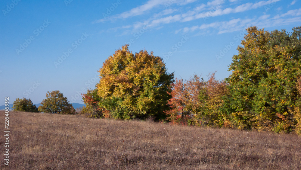 Obraz premium Amazing Autumn landscape of Cherna Gora (Monte Negro) mountain, Pernik Region, Bulgaria