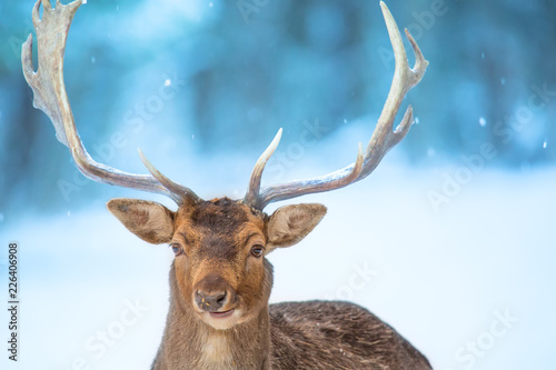 Single adult noble deer portrait with big beautiful horns with snow on winter forest background. European wildlife landscape with snow and deer with big antlers.