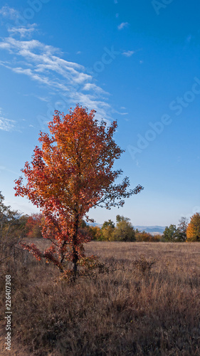 Amazing Autumn landscape of Cherna Gora (Monte Negro) mountain, Pernik Region, Bulgaria