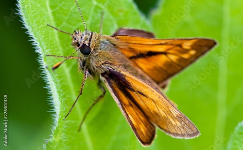 Moth on Leaf