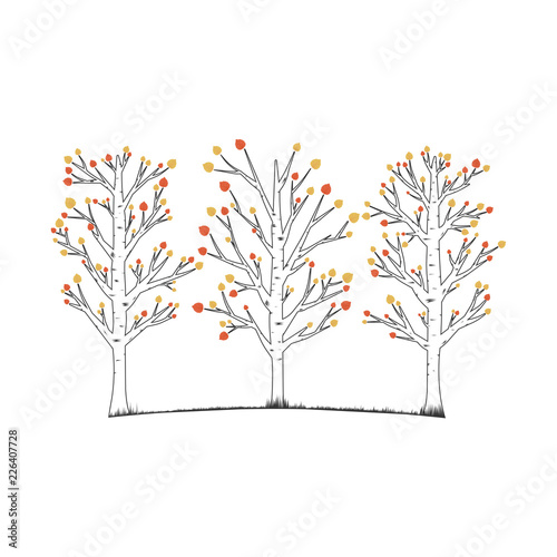 Aspen trees vector illustration