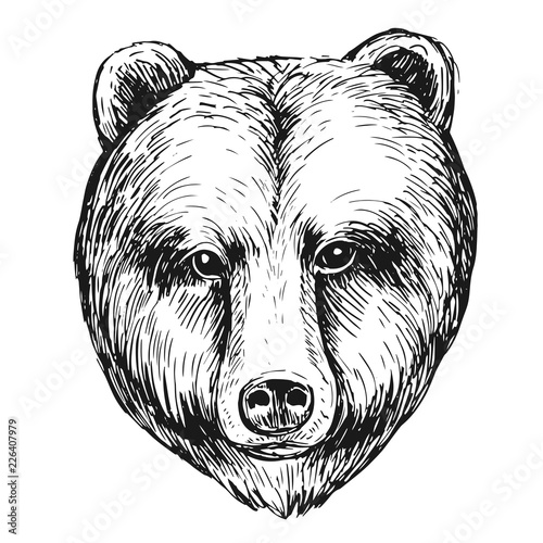 Brown bear head. Hand drawn sketch converted to vector.