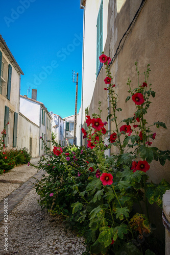 Saint Martin de Ré, ruelle photo