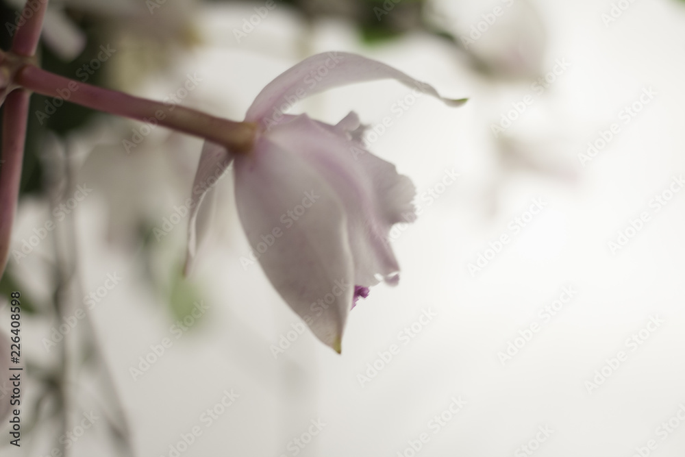 orquídeas brancas flores