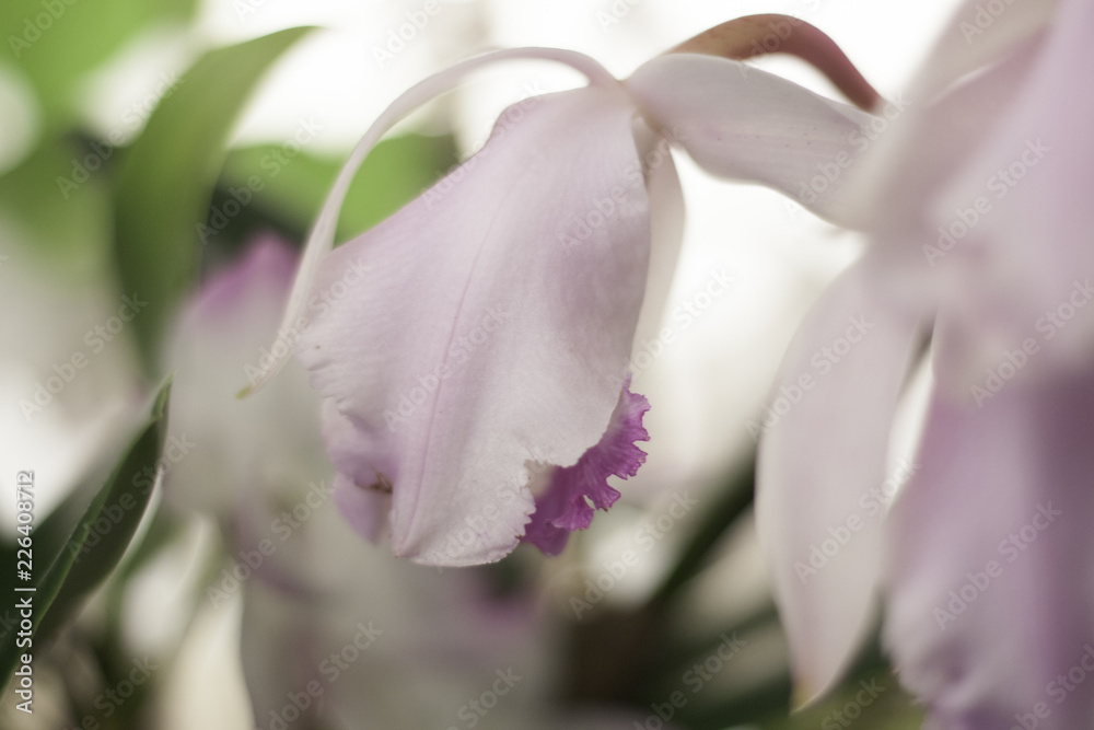 Fototapeta premium orquídeas brancas flores