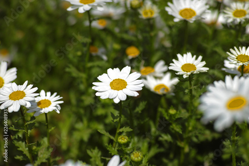 field of daisies