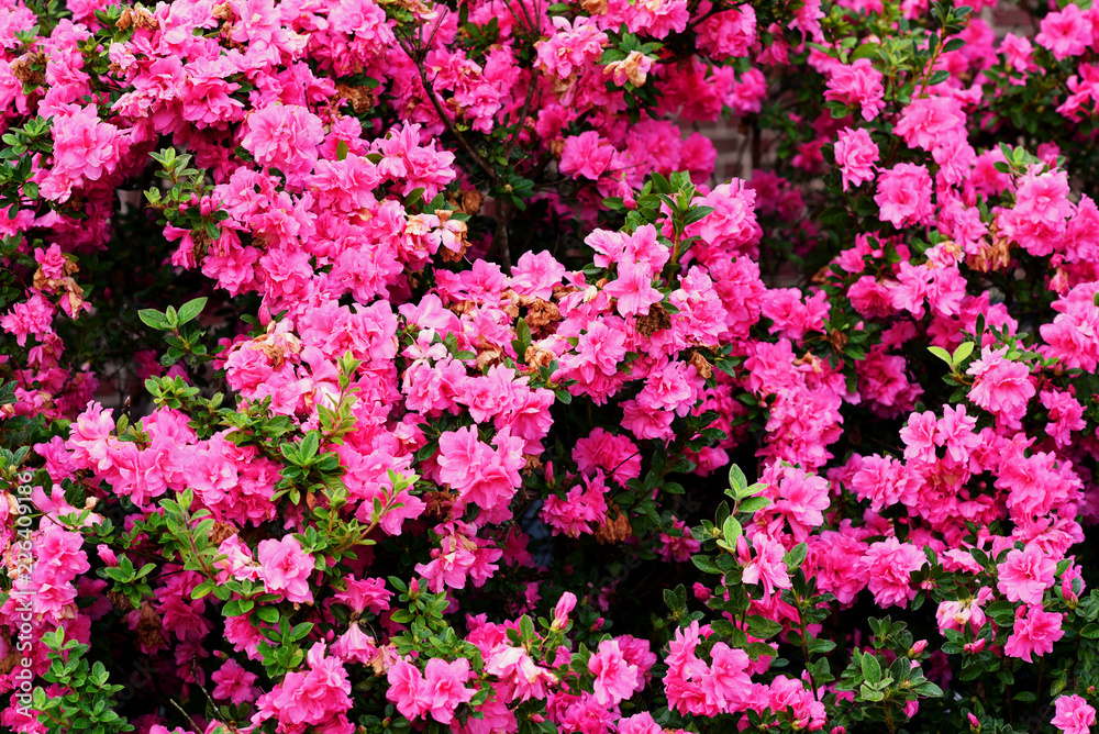 Pink azaleas in full bloom. Pink azaleas in full bloom.